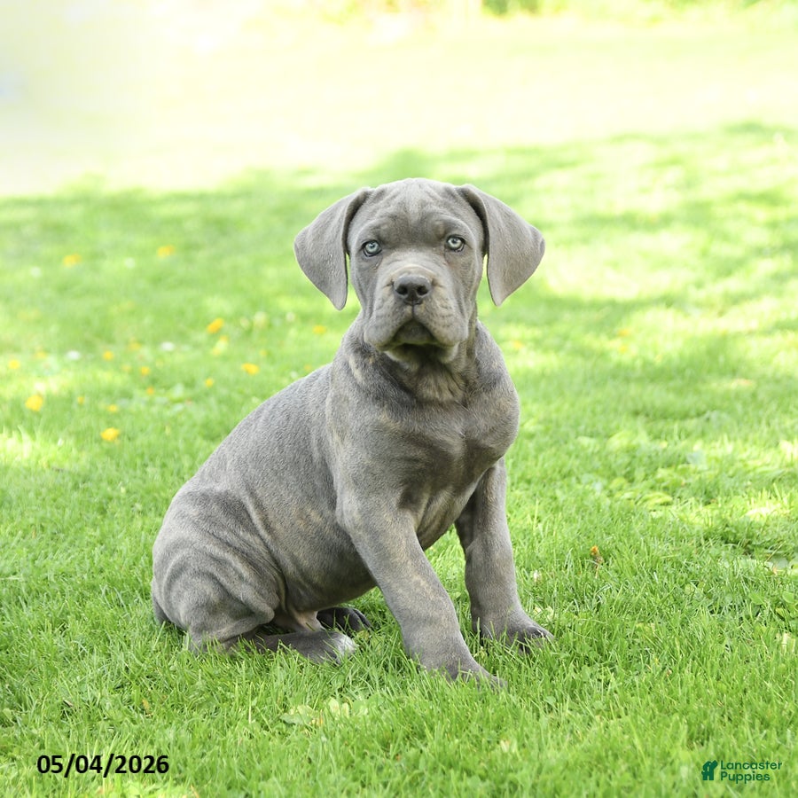 Cane Corso dogs Scout - Ad 2