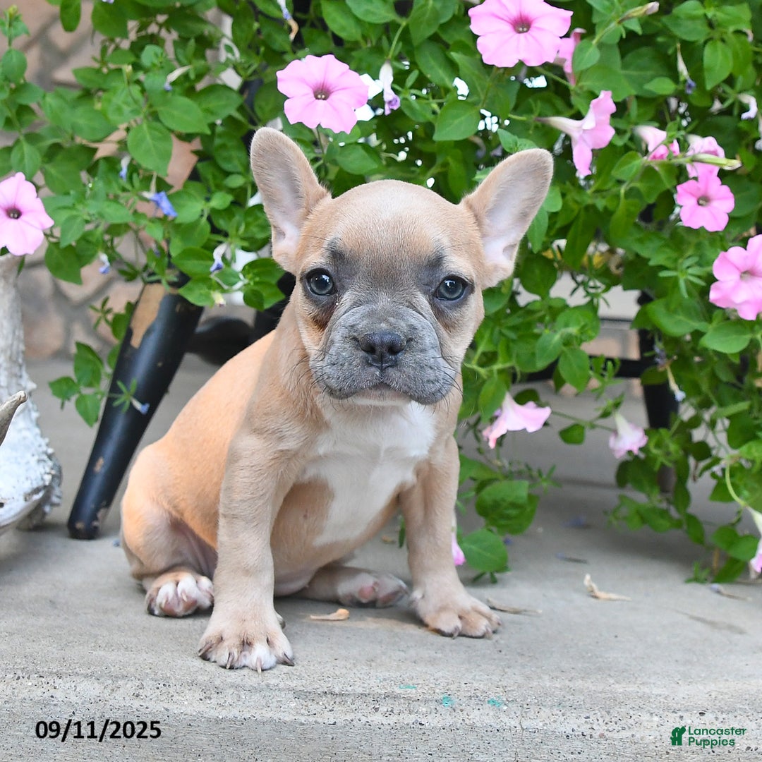 French Bulldog dogs for sale: Fable - Ad 3