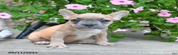 French Bulldog dogs for sale: Fable - Ad 3