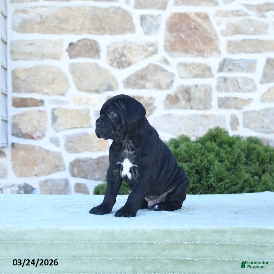 Cane Corso dogs Tank - Ad 2
