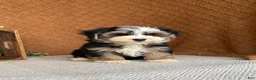 Havanese dogs for sale: James - Ad 5