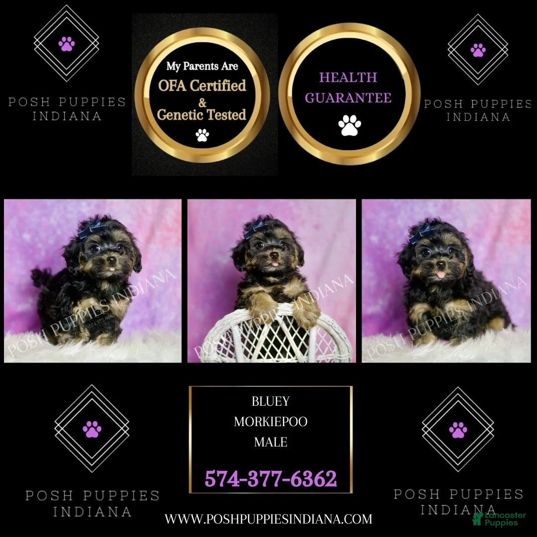 Mixed Breed dogs for sale: Bluey - Ad 7