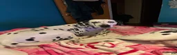 Dalmatian dogs for sale: Dalmatian 1 - Ad 5