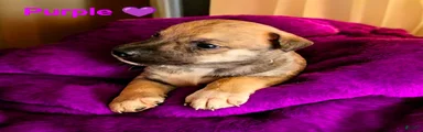 Purple collar