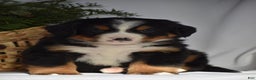 Bernese Mountain Dog dogs for sale: Rowdy - Ad 4