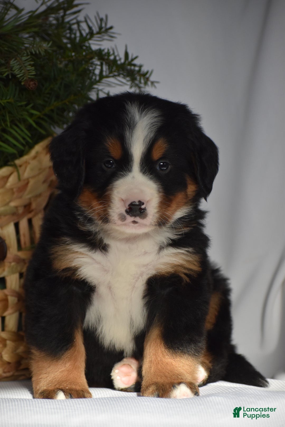 Bernese Mountain Dog dogs for sale: Rowdy - Ad 4