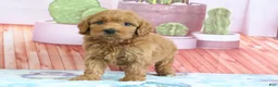 Mini Goldendoodle dogs for sale: Penny - Ad 4