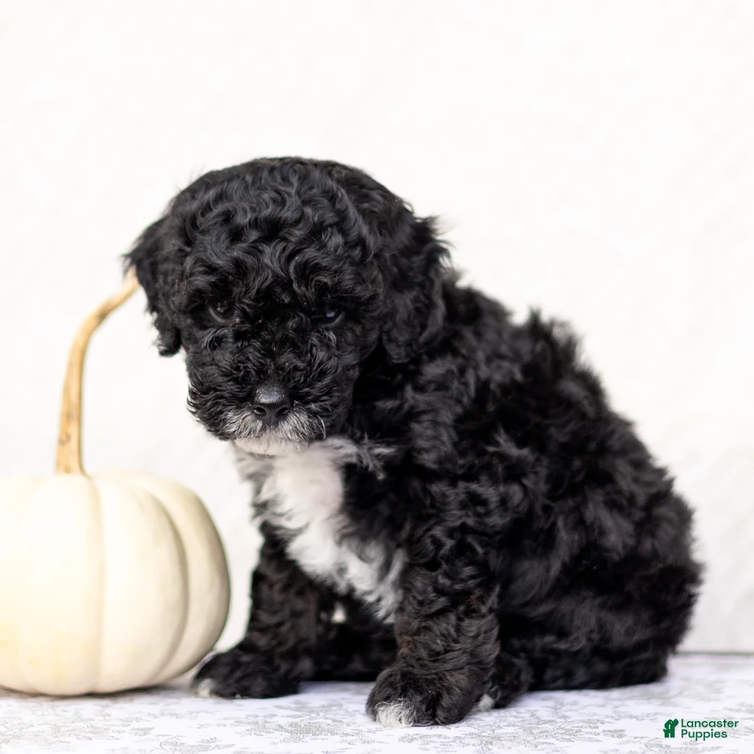 Mini Goldendoodle dogs for sale: Hamza - Ad 3
