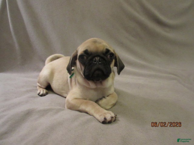 Pug dogs for sale: Pug Puppy 2 - Ad 12
