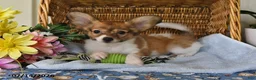 Papillon dogs for sale: Bonnie - Ad 2
