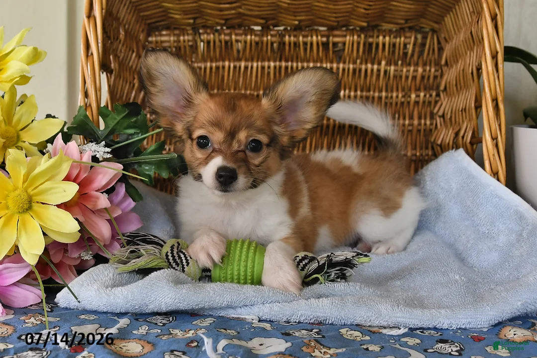 Papillon dogs for sale: Bonnie - Ad 2