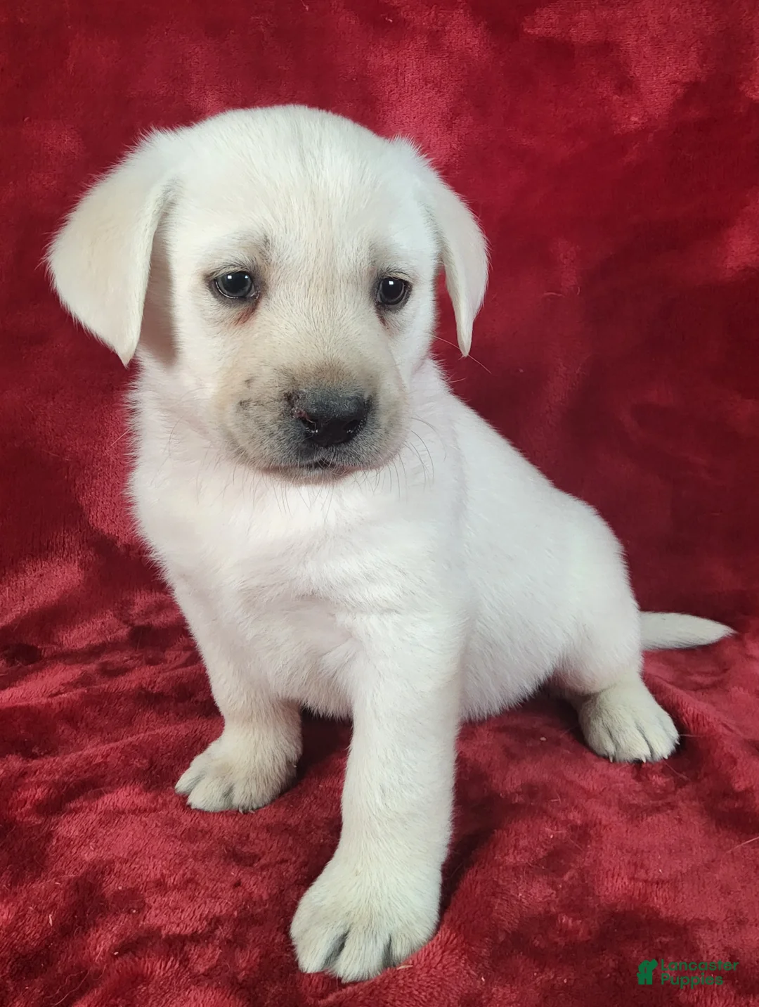Labrador Retriever dogs for sale: Abe - Ad 1