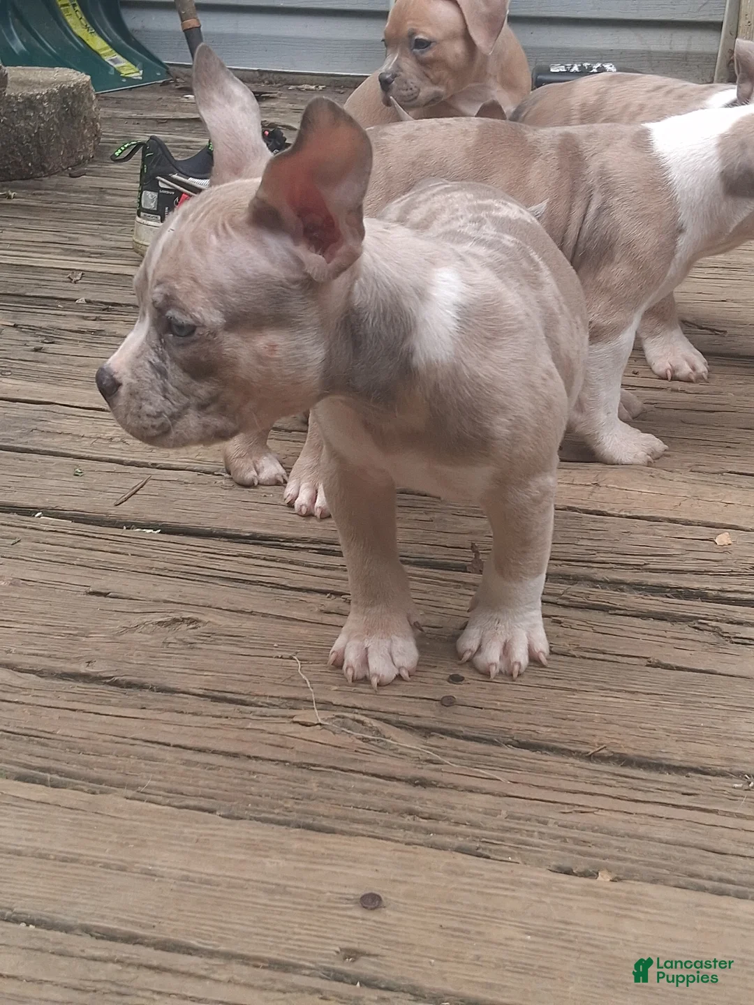 American Bully dogs for sale: American Bully 2 - Ad 2