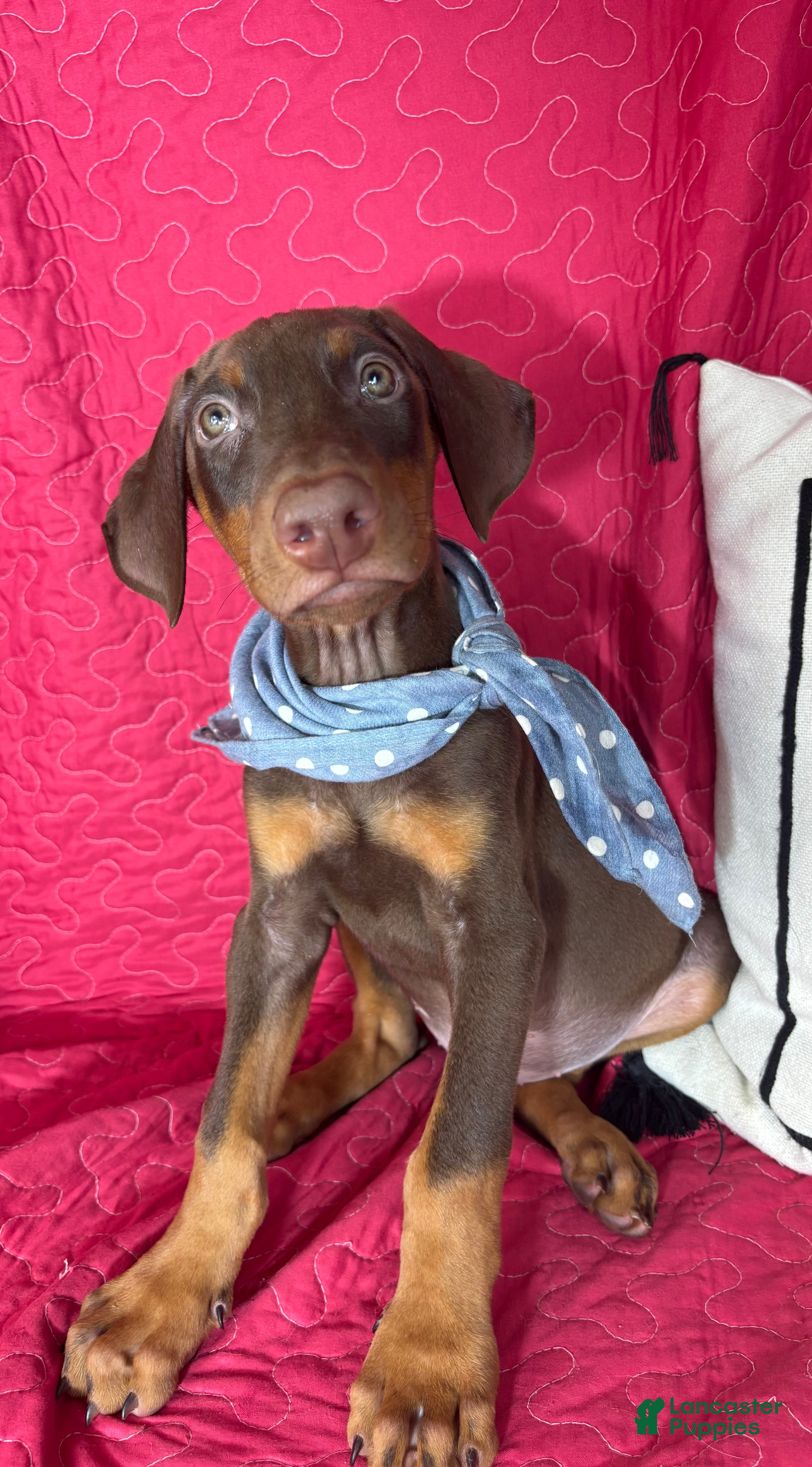 Doberman Pinscher dogs Diesel - Ad 32