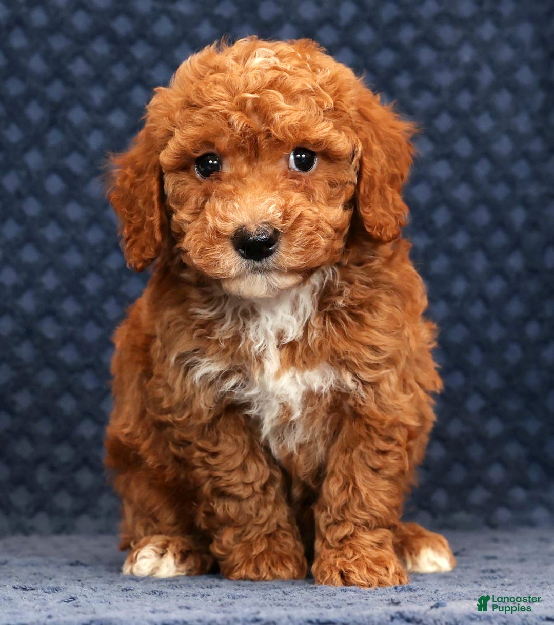 Bichpoo dogs for sale: Everett - Ad 1