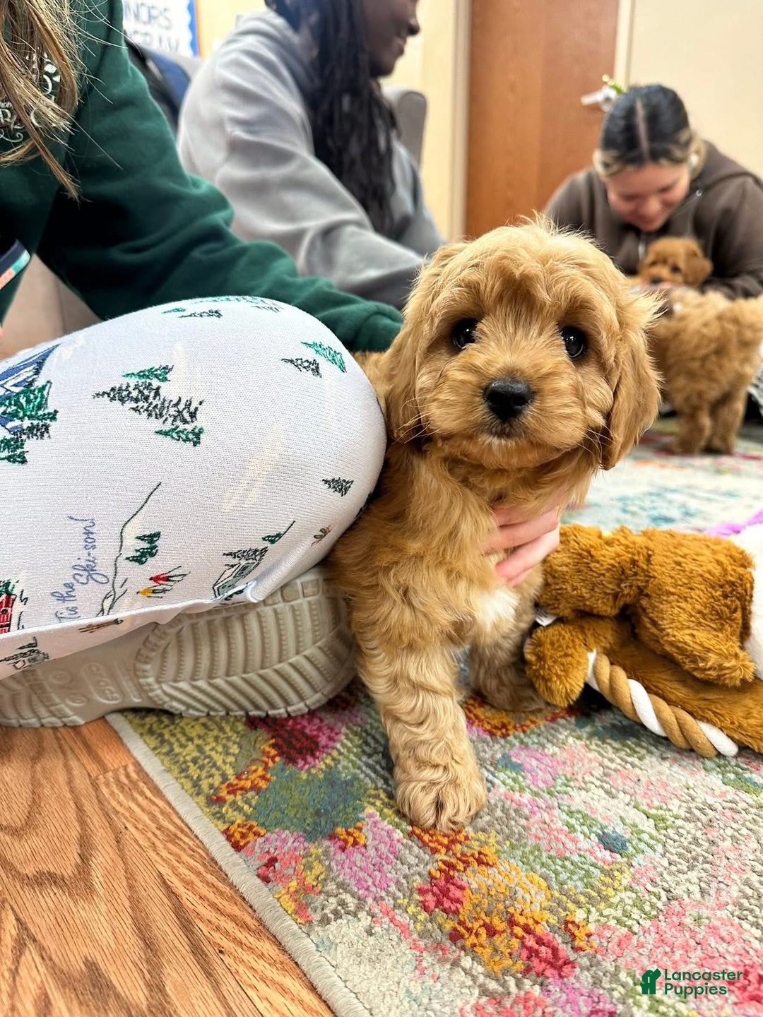 Cavapoo dogs for sale: Simon - Ad 7