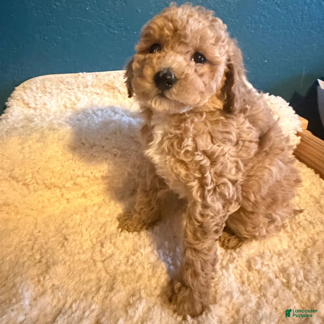 Miniature Poodle dogs for sale: AKC Miniature Poodle Puppy Light Green - Ad 2