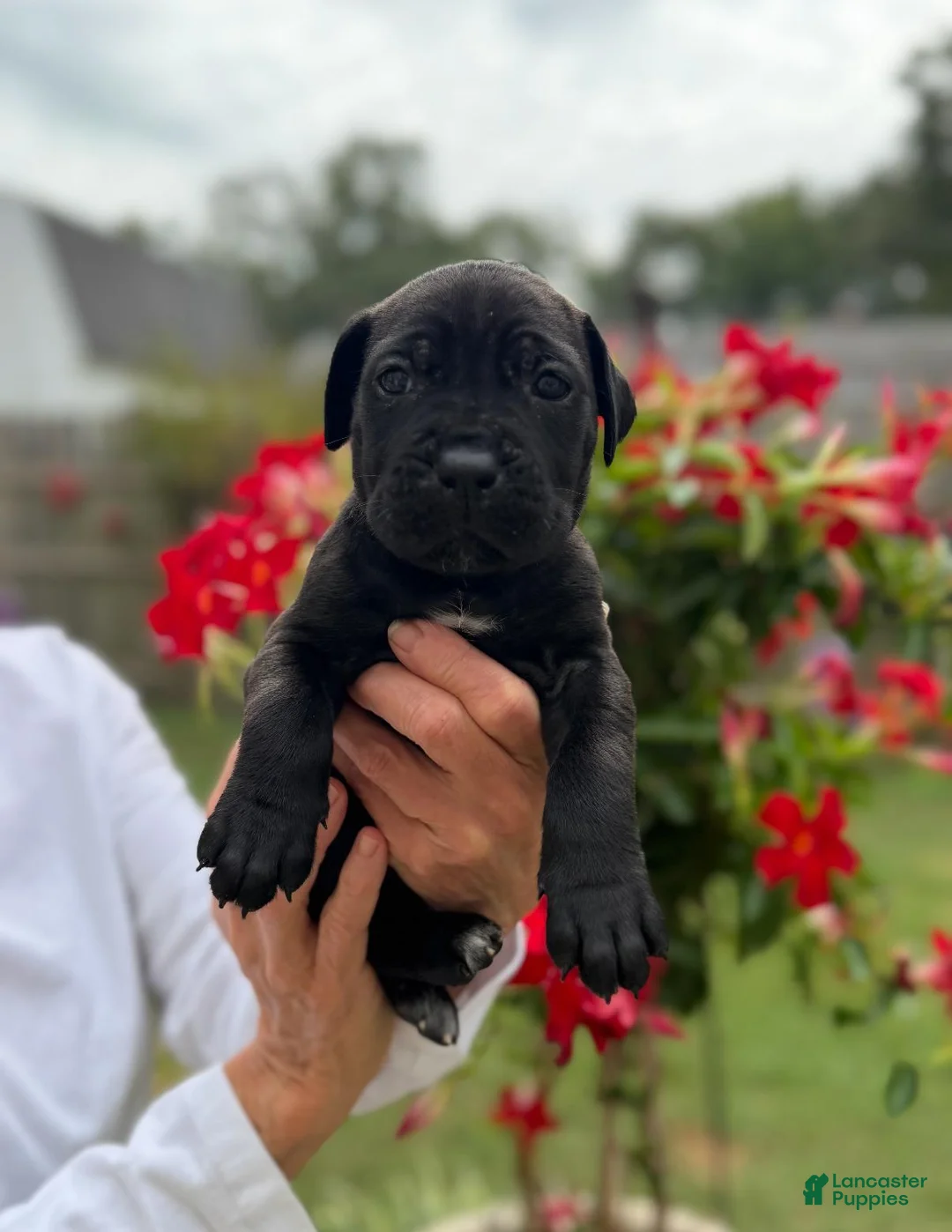 Cane Corso dogs for sale: Cane Corso (Purple) - Ad 1