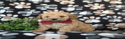 Cockapoo dogs for sale: Aiken Hypoallergenic - Ad 1