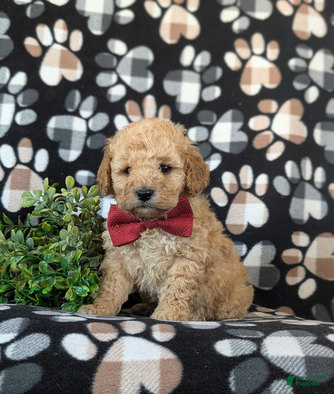 Cockapoo dogs for sale: Aiken Hypoallergenic - Ad 1