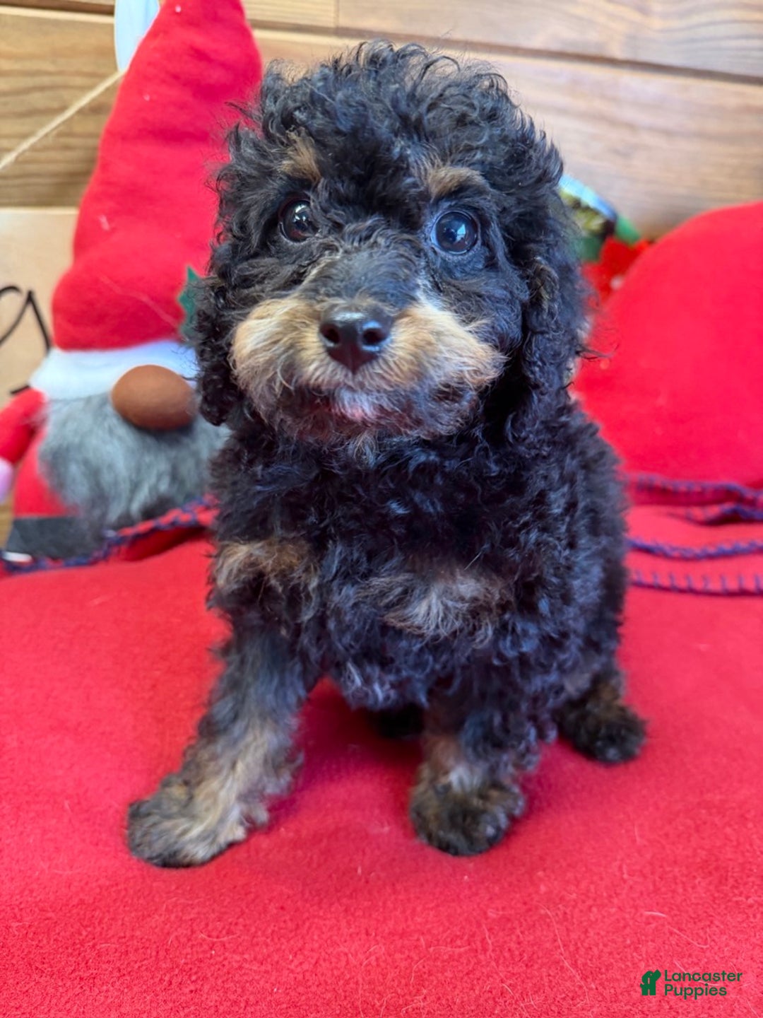 Cockapoo dogs for sale: Benny - Ad 3