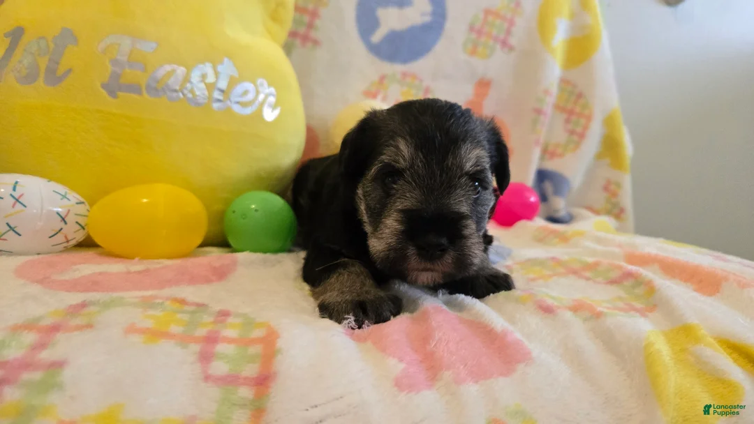 Miniature Schnauzer dogs for sale: Maverick - Ad 2