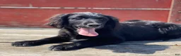 Mixed Breed dogs for sale: Bella - Ad 2