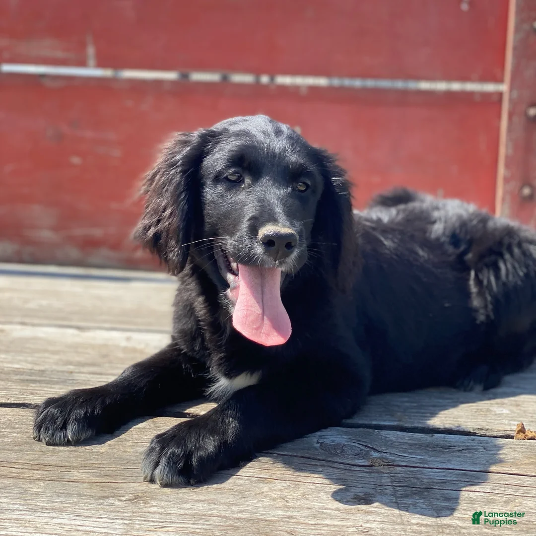 Mixed Breed dogs for sale: Bella - Ad 2