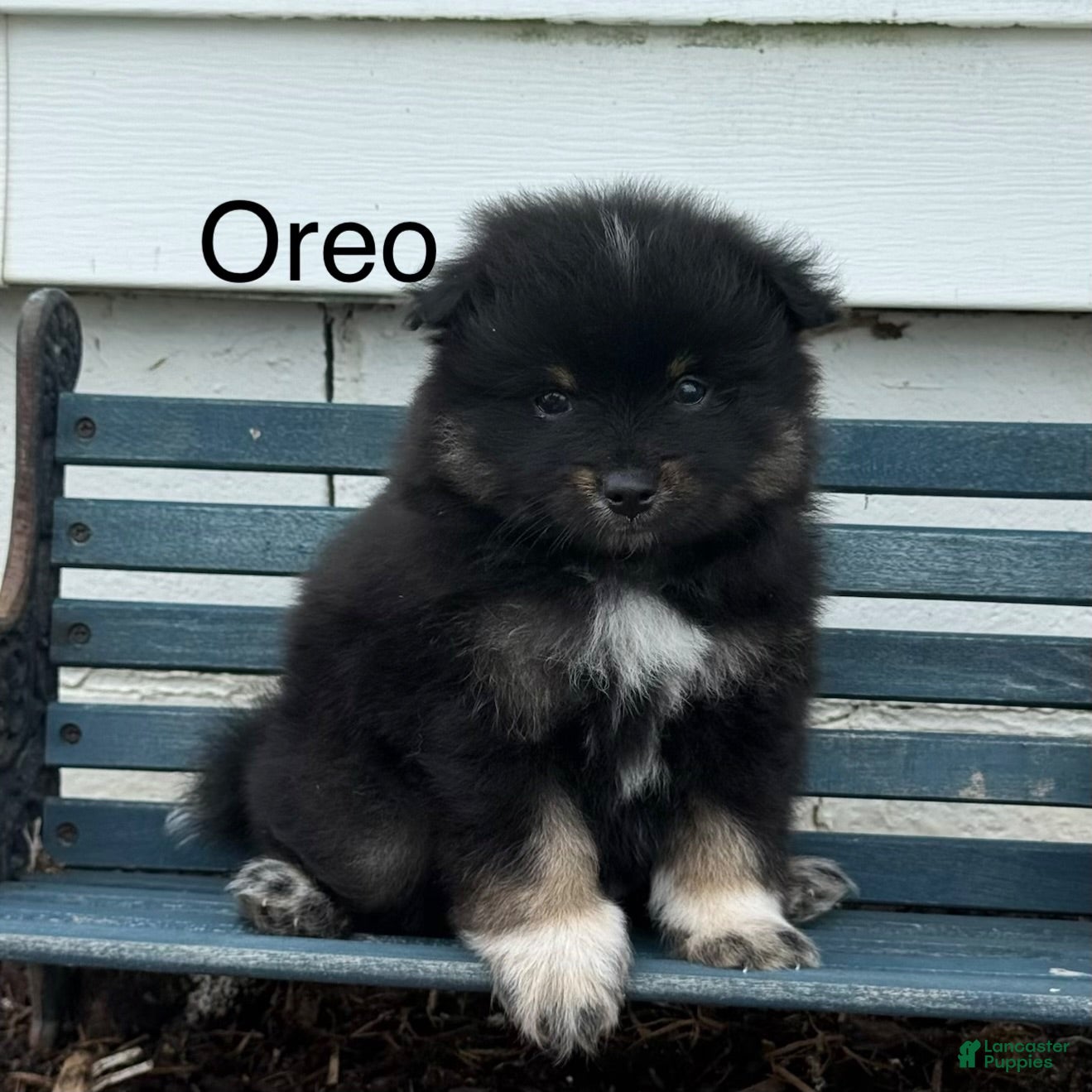Pomeranian dogs Oreo - Ad 1