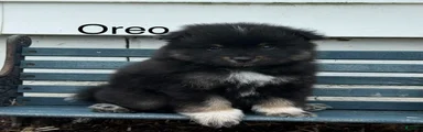 Oreo