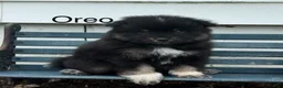Pomeranian dogs for sale: Oreo - Ad 1