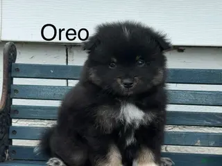 Pomeranian dogs for sale: Oreo - Ad 1