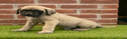 English Mastiff dogs for sale: Parker - Ad 5