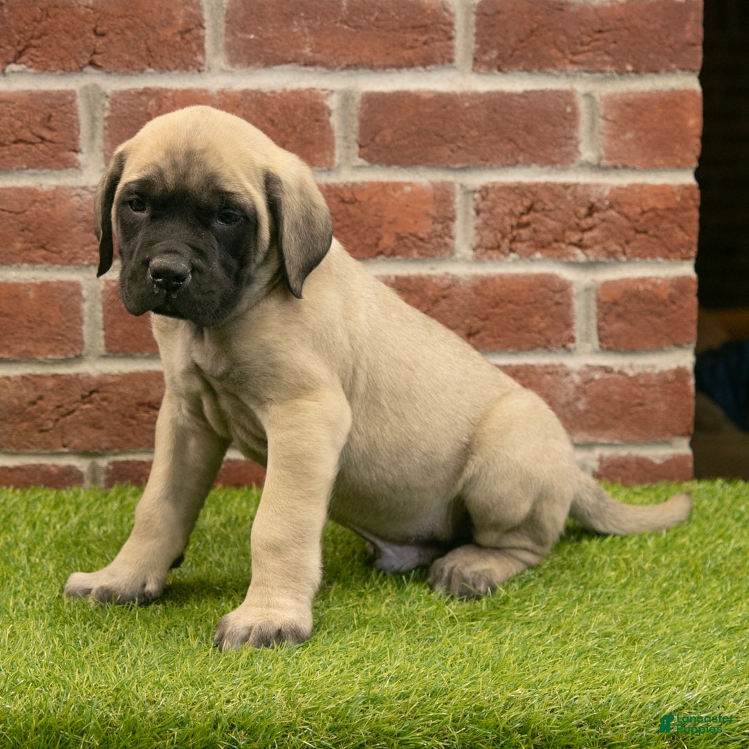 English Mastiff dogs for sale: Parker - Ad 5