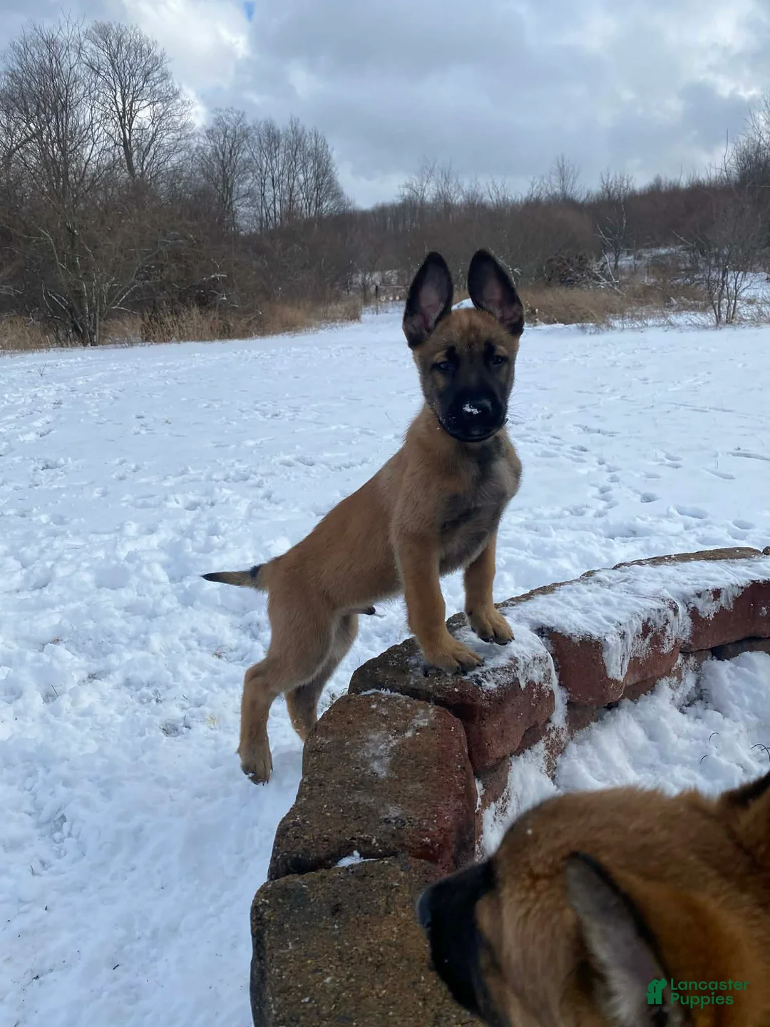 Mixed Breed dogs for sale: Mixed Breed Puppy 1 - Ad 2