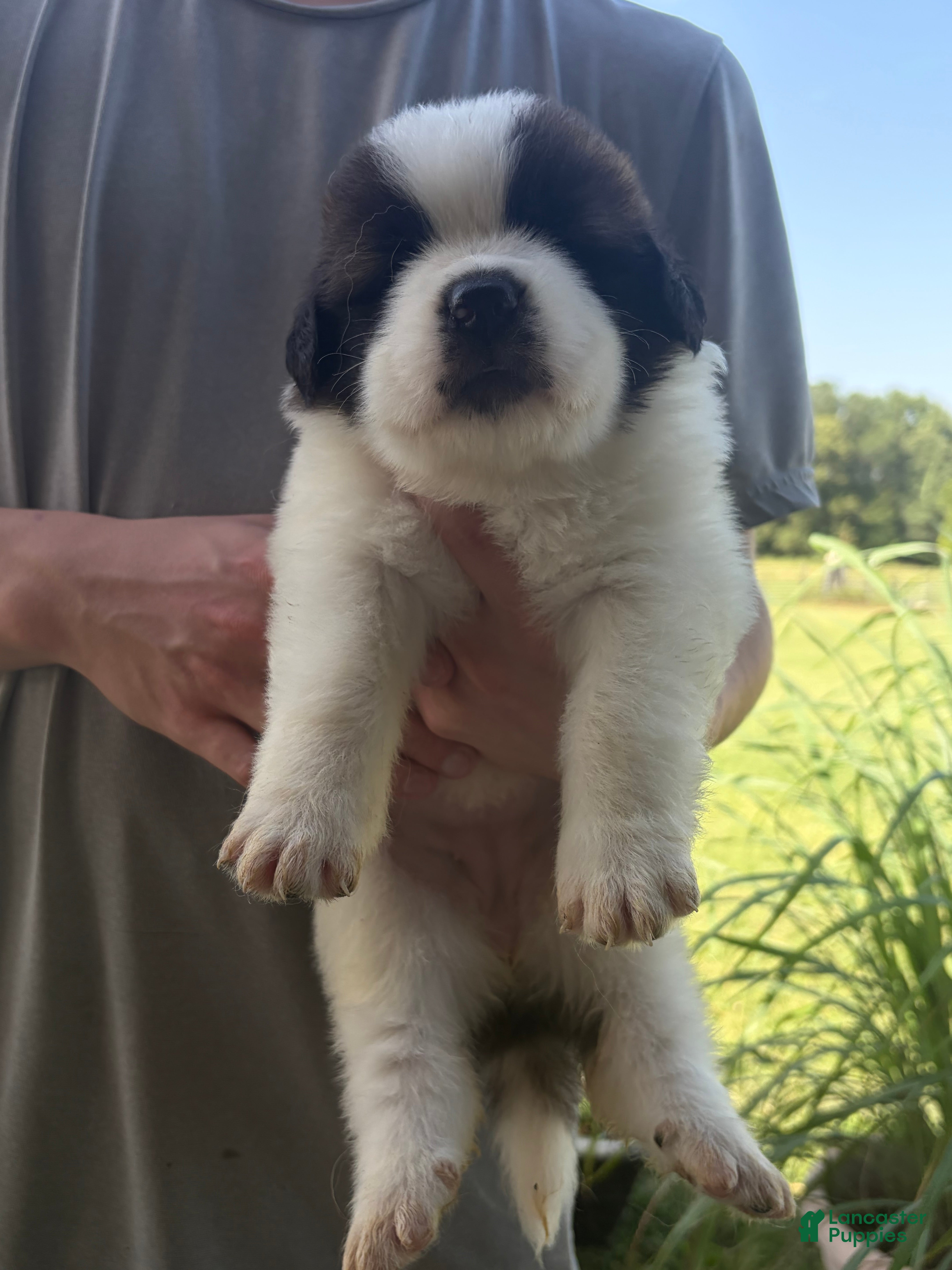 Saint Bernard dogs Akc Baby Blue - Ad 17