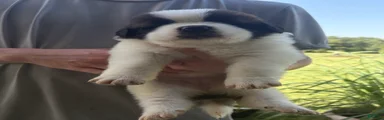 Akc Baby Blue