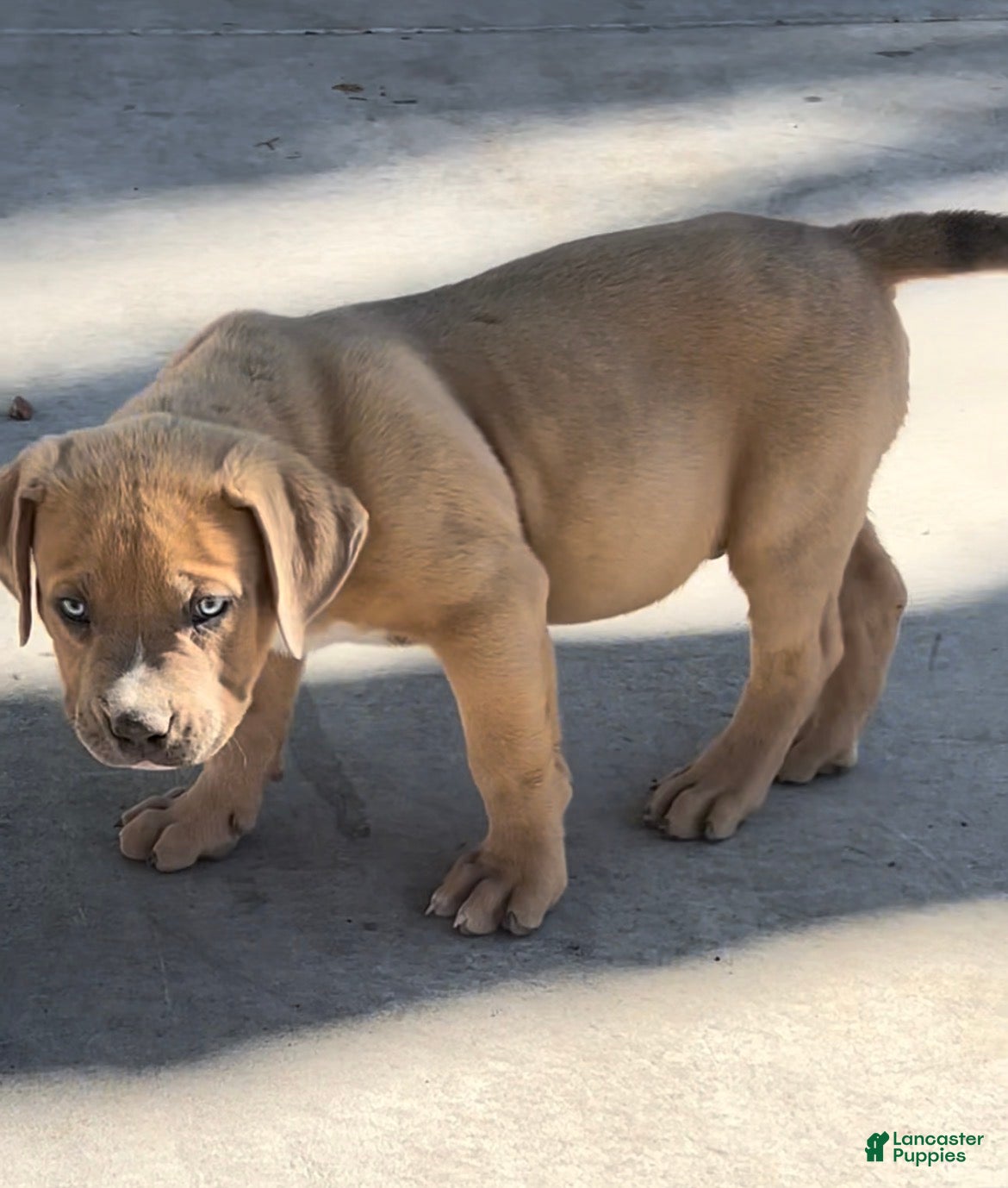 American Bully dogs KANO - Ad 6