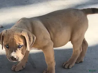 American Bully dogs KANO - Ad 6