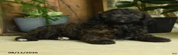 Cavapoo dogs for sale: Flint - Ad 5