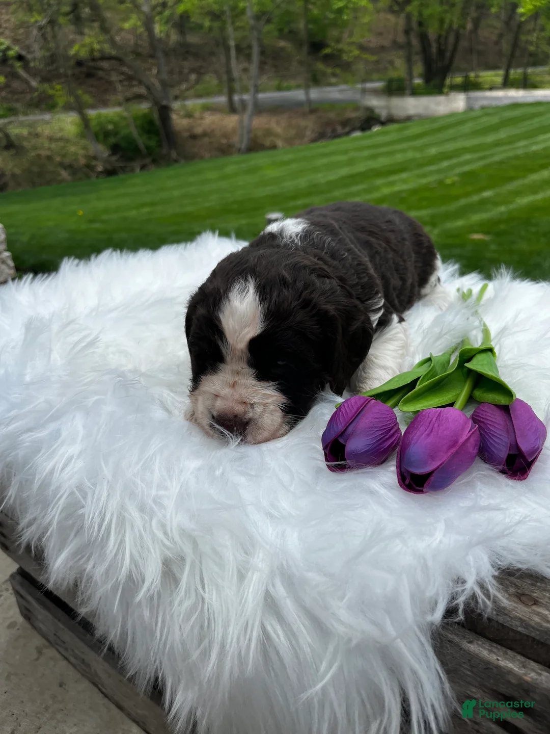 English Springer Spaniel dogs for sale: Periwinkle - Ad 2