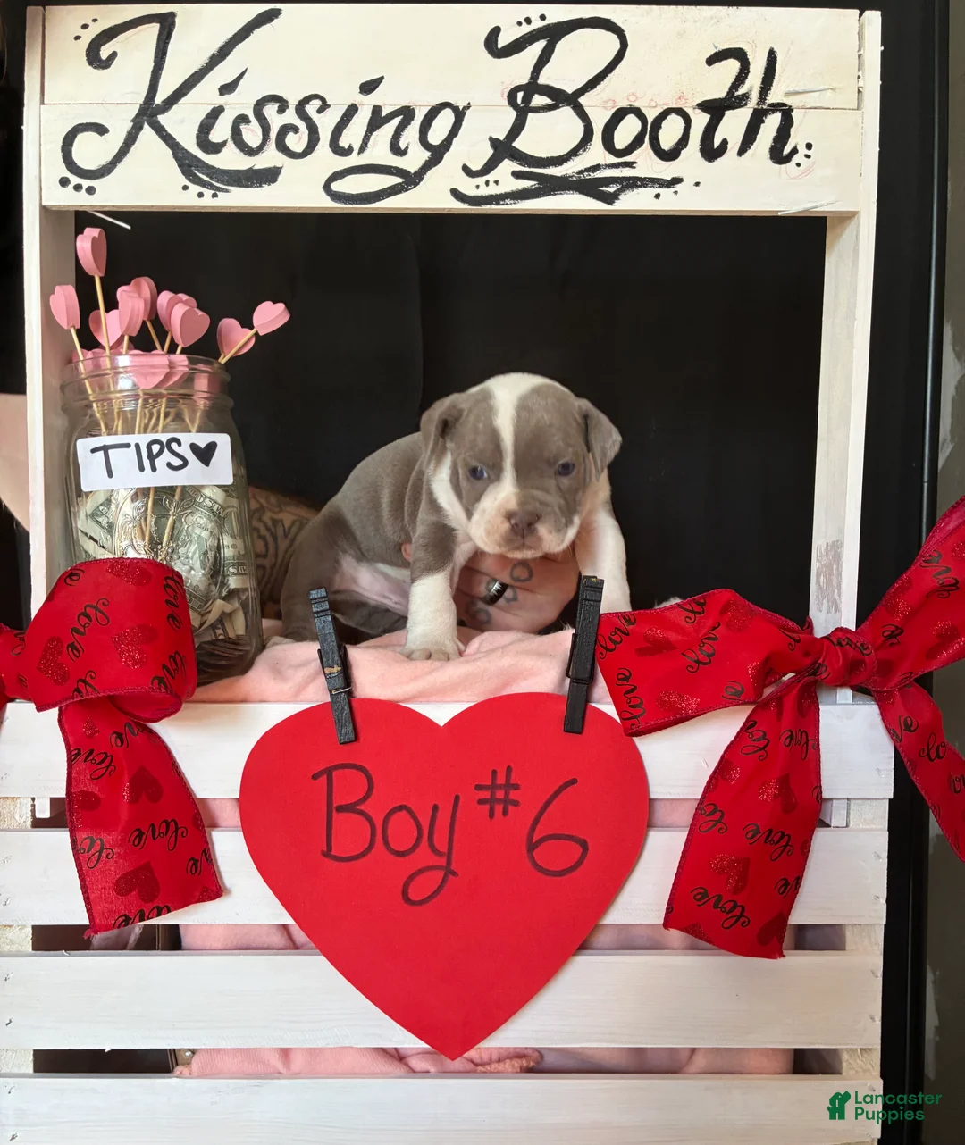 Olde English Bulldogge dogs for sale: Olde English Bulldogge Puppy 6 - Ad 9