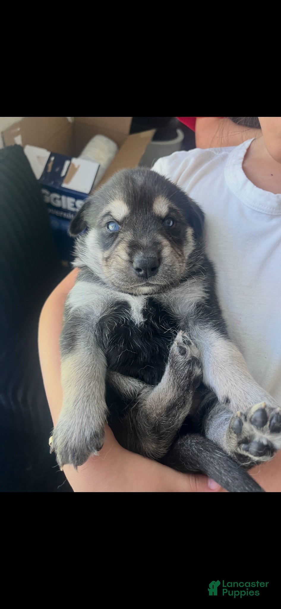 Gerberian Shepsky dogs Whisky - Ad 24
