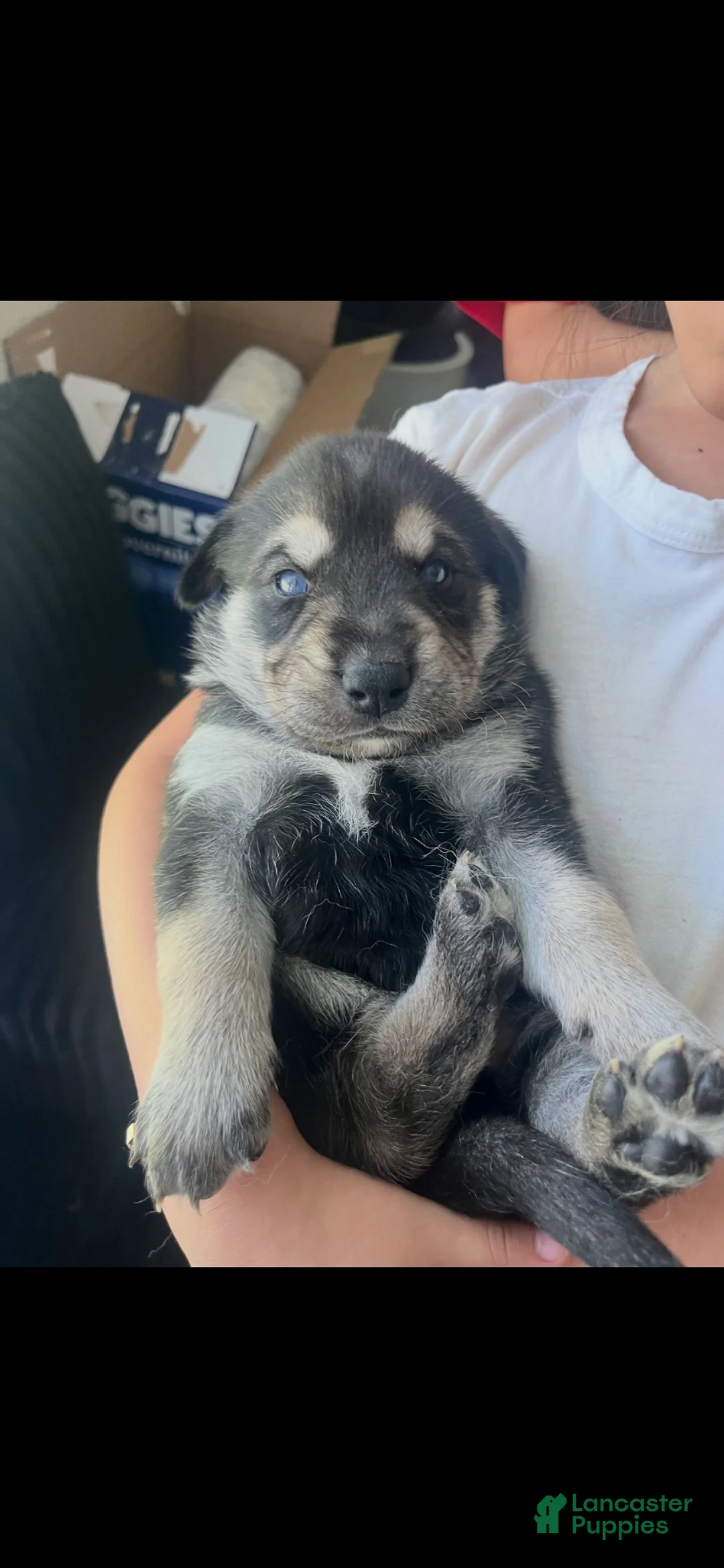 Gerberian Shepsky dogs for sale: Whisky - Ad 1