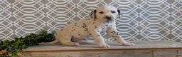 Dalmatian dogs for sale: Jasper - Ad 5