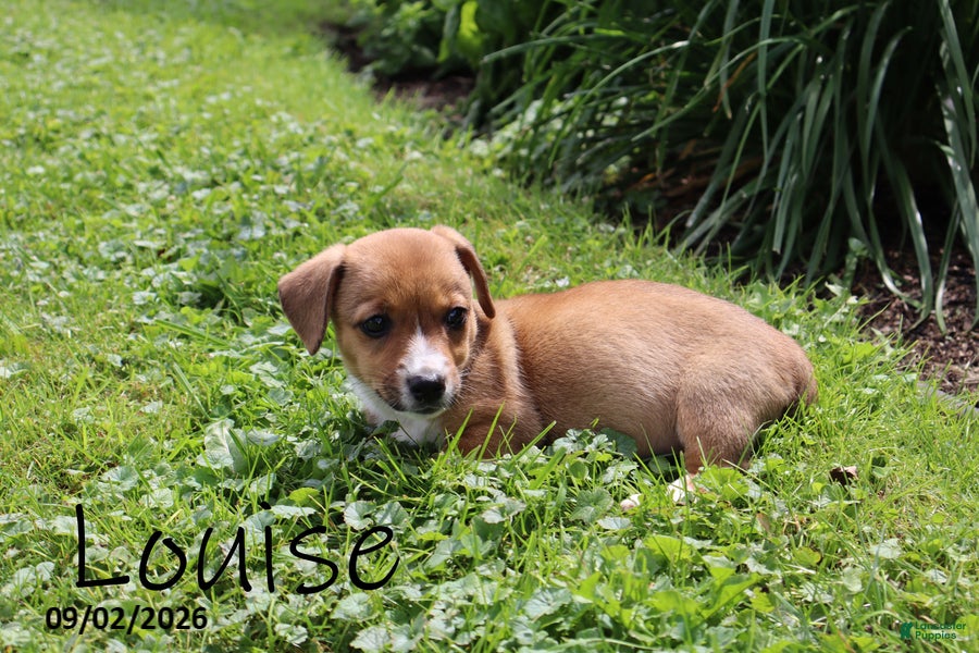 Mixed Breed dogs Louise - Ad 22