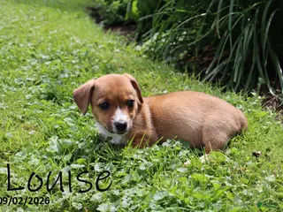 Mixed Breed dogs Louise - Ad 22