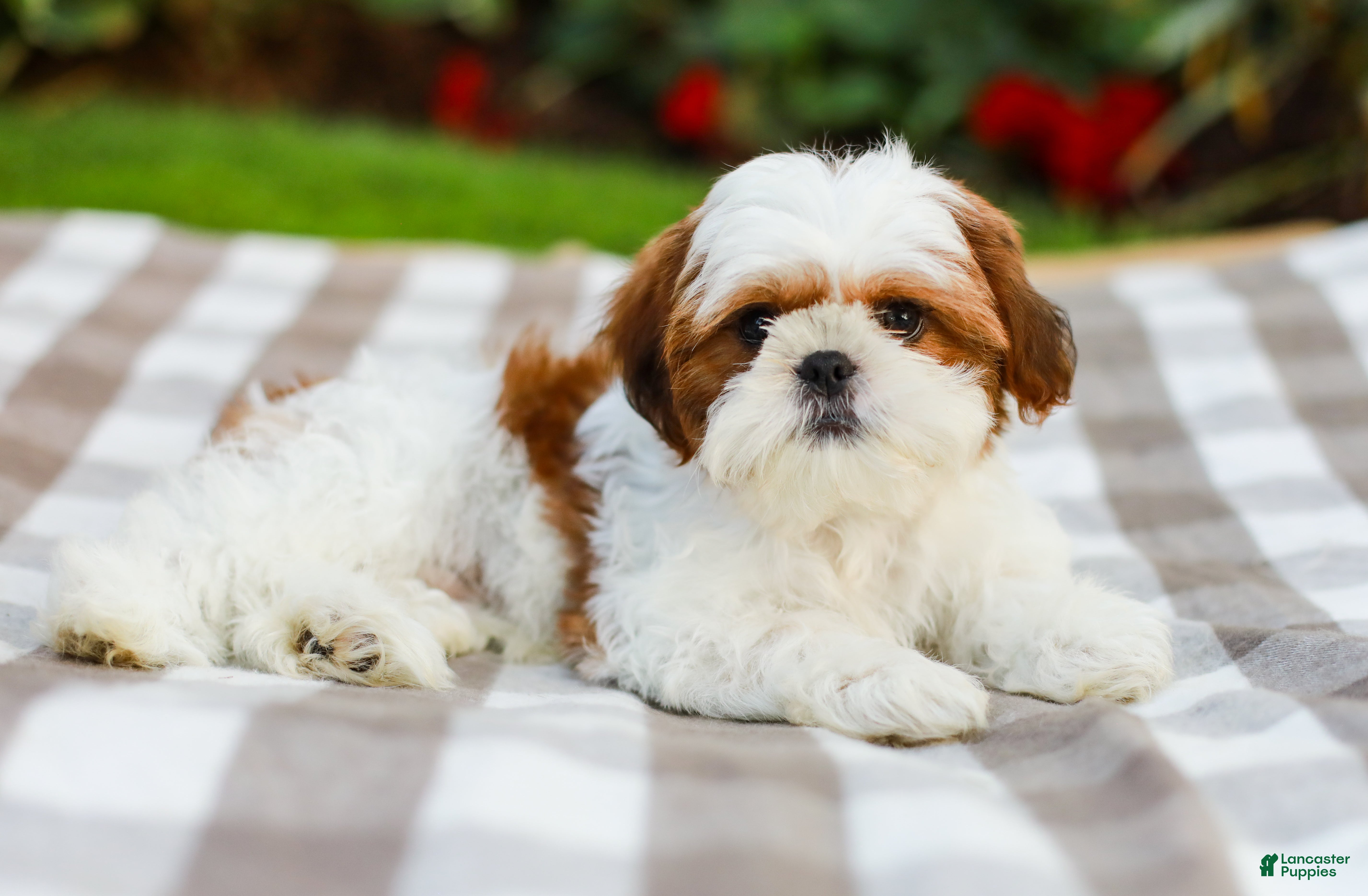 Shih Tzu dogs Austin (Puppy Raised in Our Home and Working on Potty Training!) - Ad 2