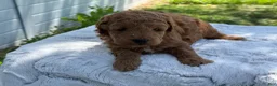 Mini Goldendoodle dogs for sale: Guitar - Ad 3