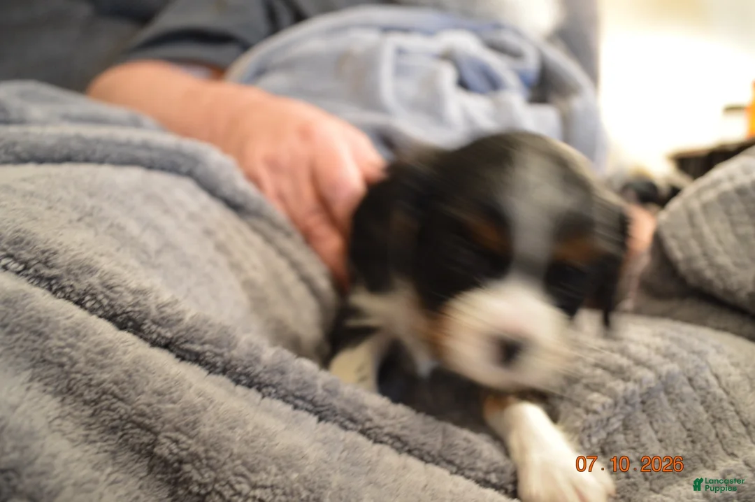 Cavalier King Charles Spaniel dogs for sale: Cavalier King Charles Spaniel Puppy 1 - HUEY - Ad 34